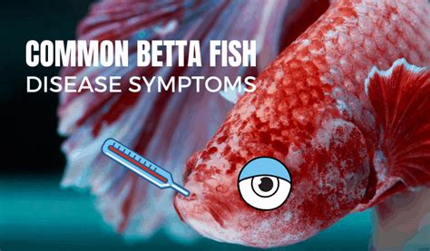 betta fish symptoms when sick.